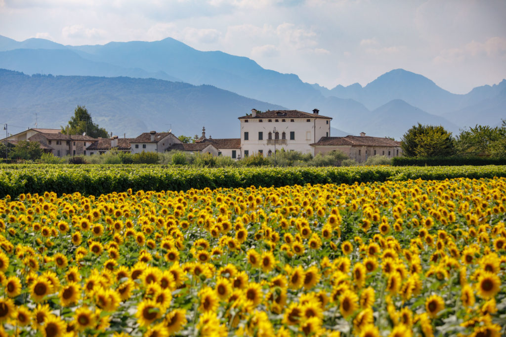 vinileterre-sunflowers